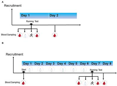 Effect of Multiple-Nutrient Supplement on Muscle Damage, Liver, and Kidney Function After Exercising Under Heat: Based on a Pilot Study and a Randomised Controlled Trial